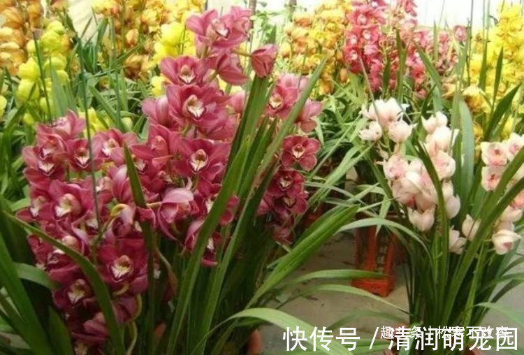 开花最香的几种花,家里养一盆,365天开花不断,家里天天有花赏