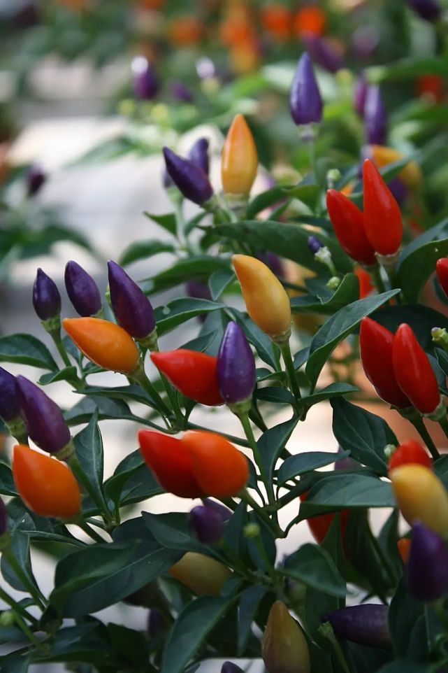 家庭|“植物杀手”也能种的6款可食用绿植,最合适中国家庭