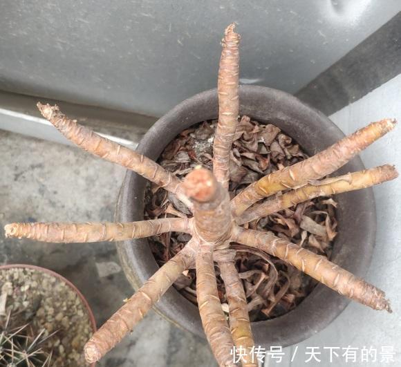 浇水|法师一到夏天,成了光杆司令,不用管它,秋天叶子会长出来