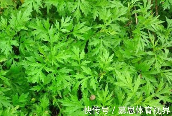 折耳根|被打绝迹的野菜，在农村老家剩下的一点，看看你还认识吗？