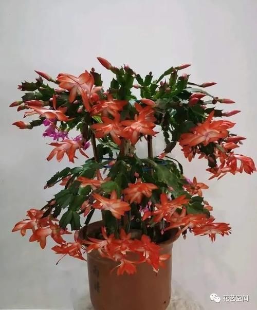 蟹爪兰|长寿花蟹爪兰还没开花，赶紧加餐，赏花有戏！