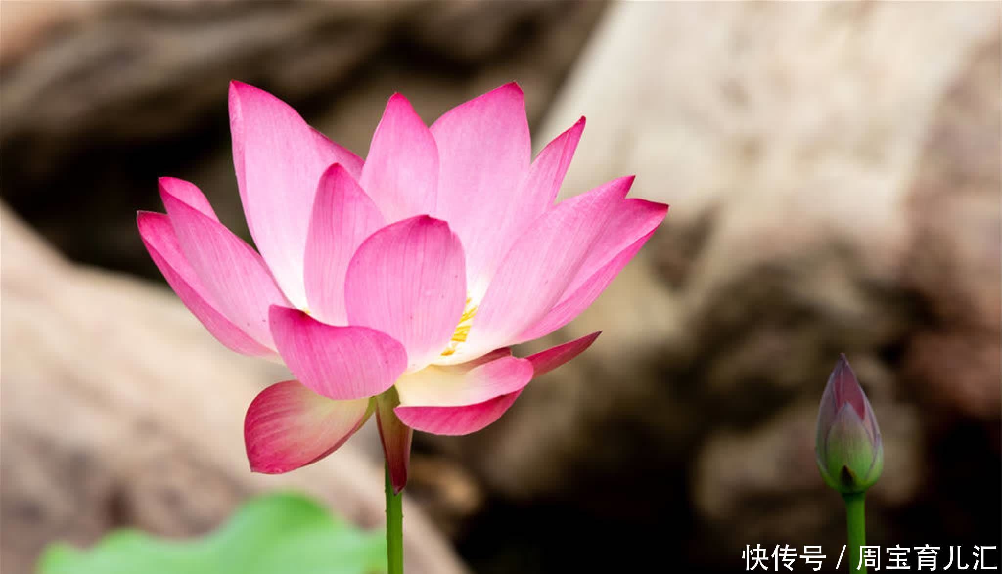 说话做事,若不顾后果,必然会自食其果