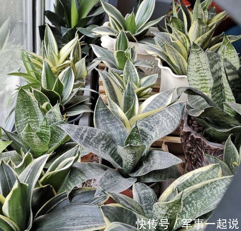 叶子|鸿运当头叶子打卷,出现黄叶,学会巧养,开出大火炬