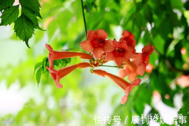 3种“爬墙”植物,种在院子里,就是天然“背景墙”,漂亮又好养