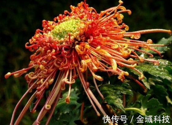 珍品|喜欢养护菊花，不如养些菊种珍品，幽香淡雅，开花繁盛惹人爱