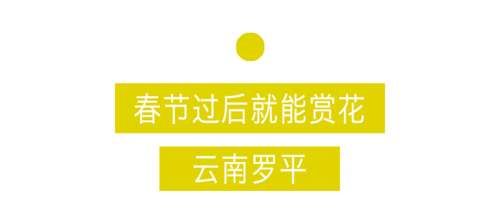 明亮黄：田野上看金色海洋