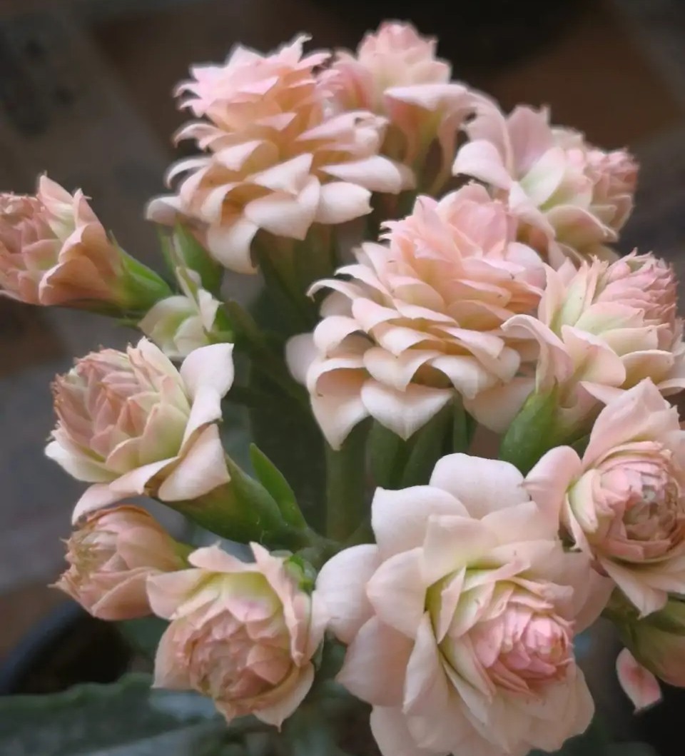 花色|75个长寿花品种，一个比一个美，一起来认识一下吧！