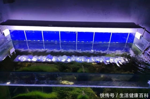 为什么很多鱼缸水泵会有杂音,什么水泵的声音最小