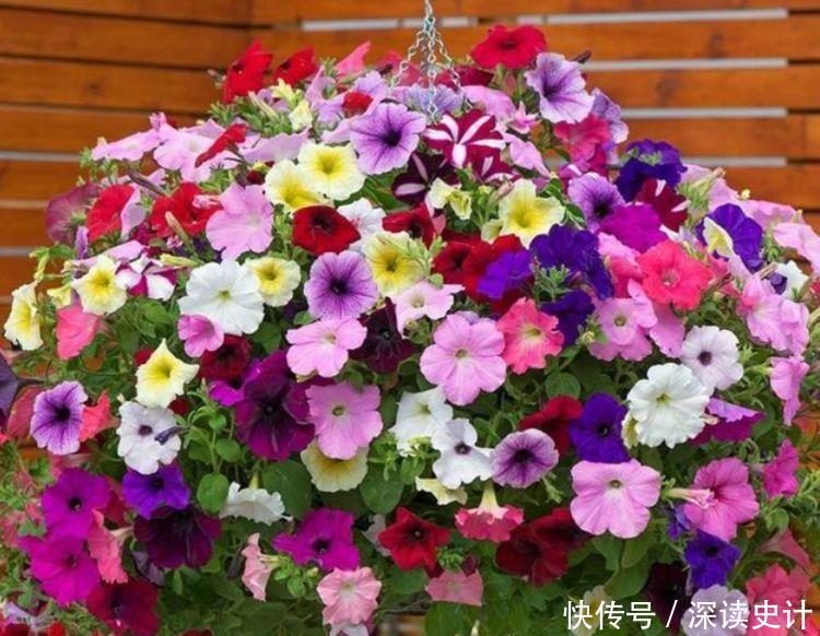 冬天已到,几款花卉养在家里,养护简单又漂亮