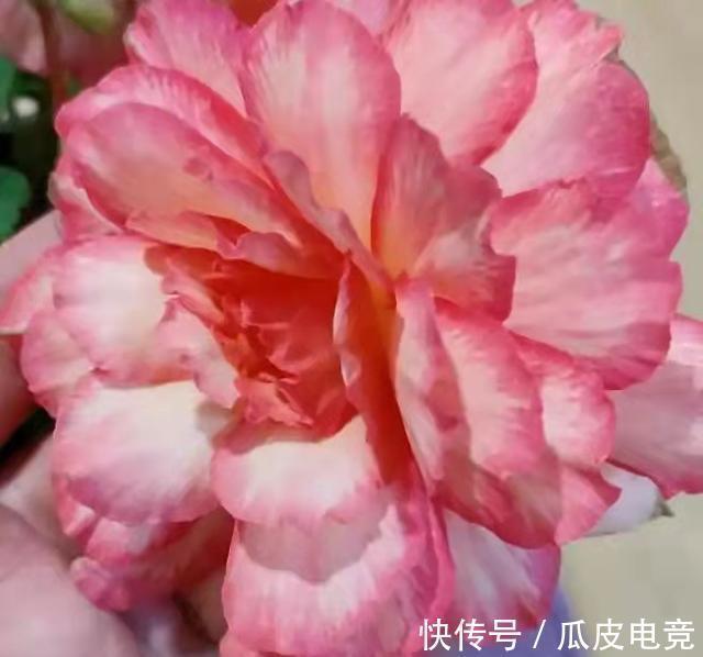 散光|这4种漂亮的花，有点散光就能开得灿烂，天冷也不怕