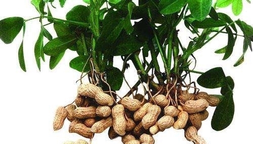 好处|每天吃花生对身体有三大好处,但这几种人不适合吃,你知道吗?