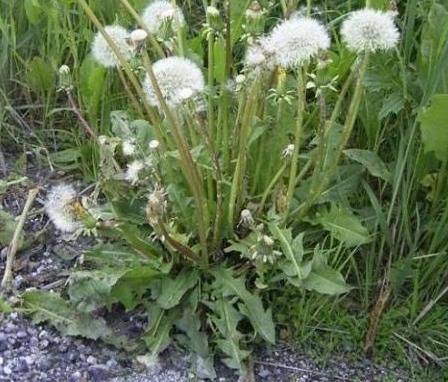 常吃|女性养肝就是“养命”，常吃3种养肝野菜，保护肝脏，健康来敲门