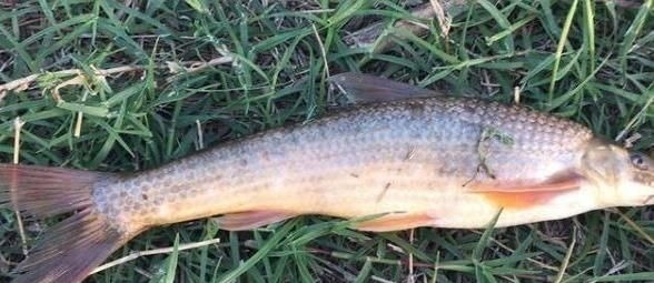 180元1斤吃到濒危,上岸后养不活,如今终于养殖成功,却没人敢养