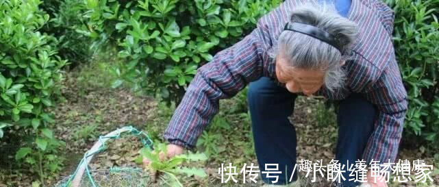 蒲公英根|蒲公英泡水喝,是用叶子还是用根茎中医给出回答,受教了