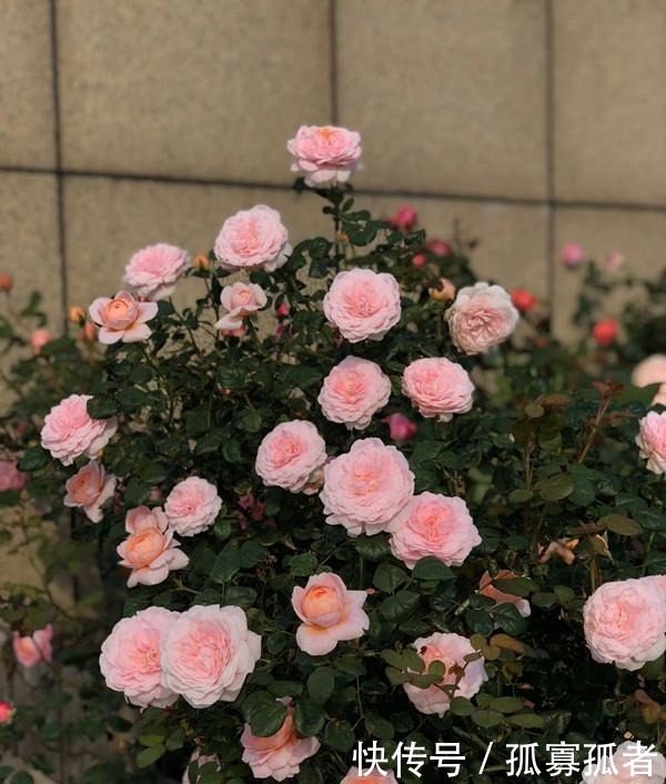 此款世界名花,超级漂亮,开花勤快,好养易管理,室内盆栽也可以!