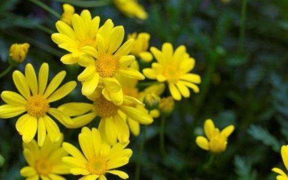 适合室内的花卉,便宜又好养,净化空气去除异味,香飘满屋