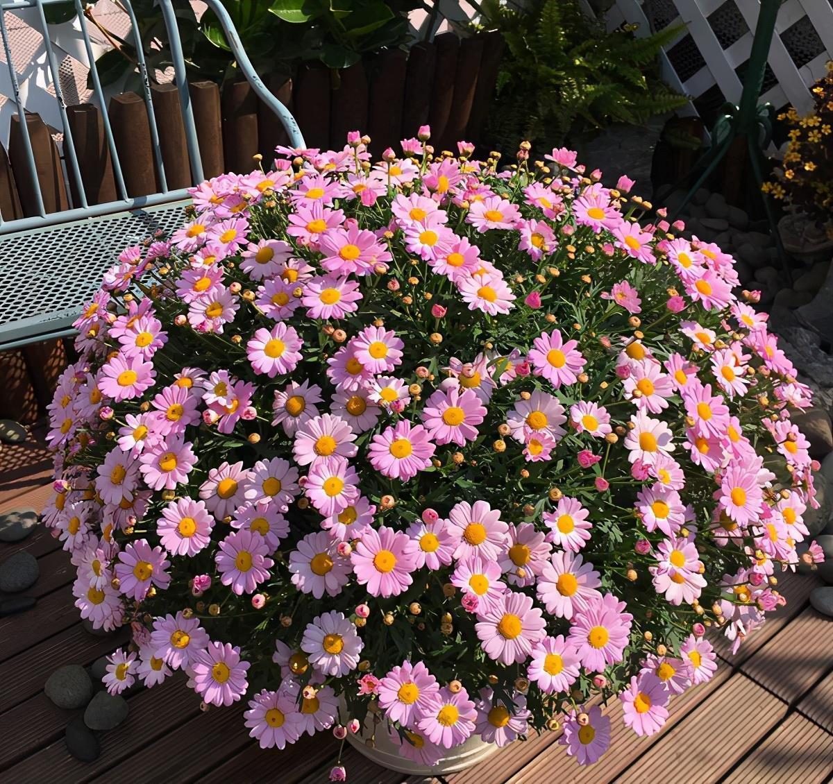 休眠|6种漂亮花,就怕下雨天,淋雨就发黄,雨天快搬屋里去