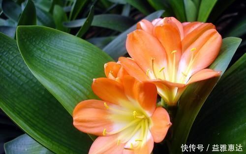 黄叶|养君子兰有3忌,避开不黄叶不烂根,猛窜大白根,呼呼冒花箭