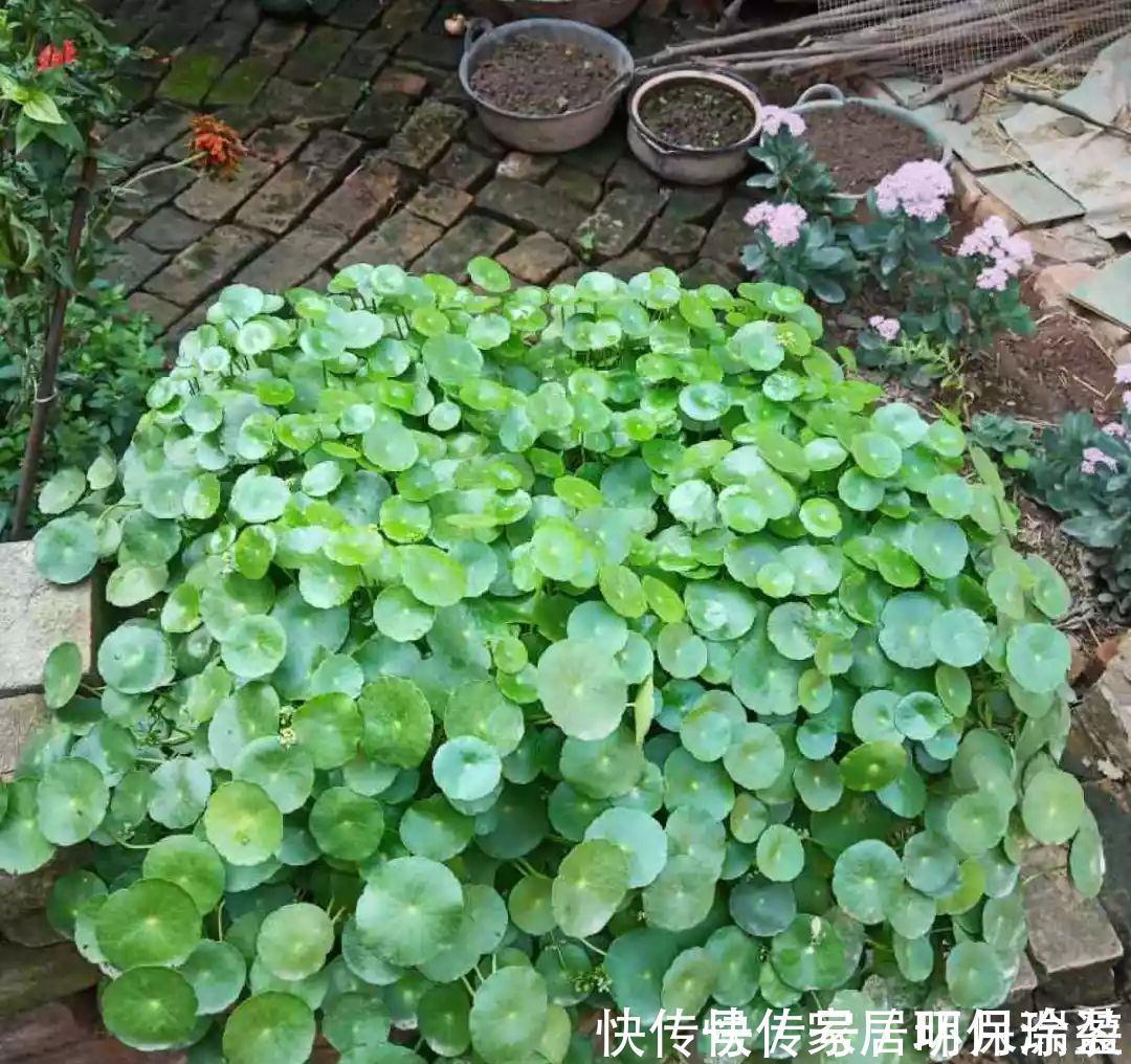 铜钱草|养花达人:张大爷家的花,1年养成“大转盘”,1次冒出25个头!