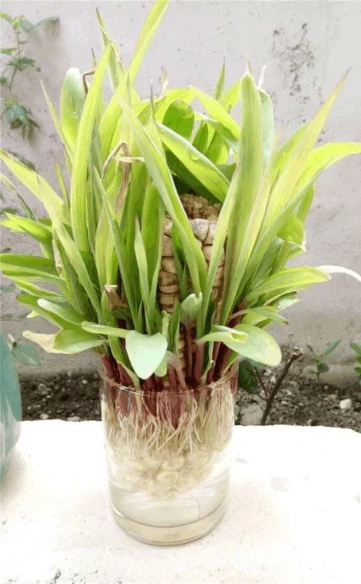 发芽|玉米棒子插盆里，7天冒出小森林，比绿萝吊兰好看