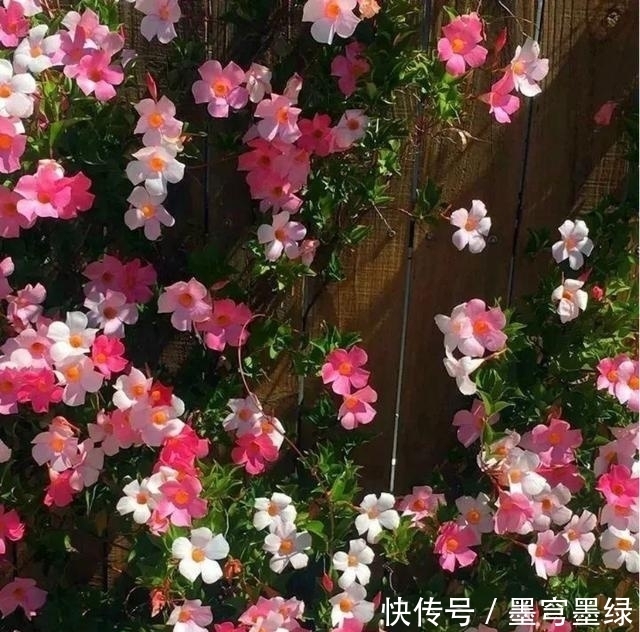 9种花不用花钱买,掐根枝条插土里,2周即可生根,好养易成活