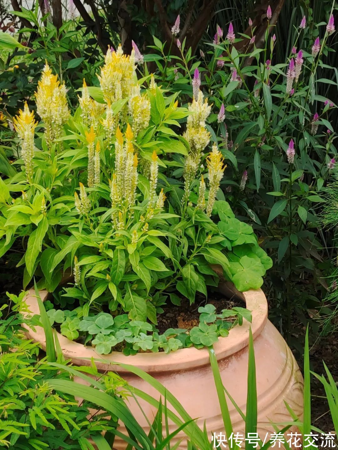 家里的植物不长新叶,僵苗了咋办?掌握这5点,很快就能挽救回来