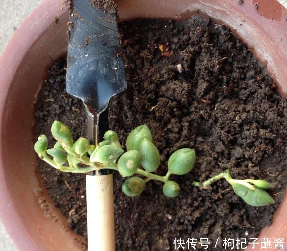 养多肉佛珠，用一个简单省心的方法，圆鼓鼓，几个月挤爆花盆