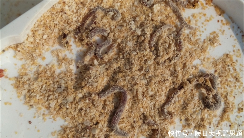 技巧|钓鱼技巧:民间野钓打窝“土方法”,方法是真土,效果是真的好!