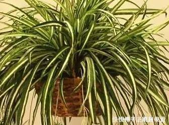 这三种绿植最爱喝雨水，阴天赶快搬到外面去，越淋越能轻松长不停