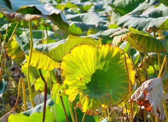 代茶饮|秋已至，喝“一水”，吃“二白”，守“三气”，少生病，更健康