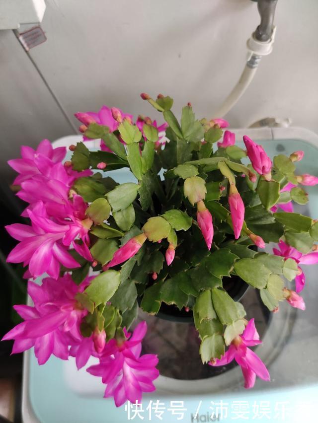 5种花越养越上瘾,只要养好一盆,就会特别喜欢