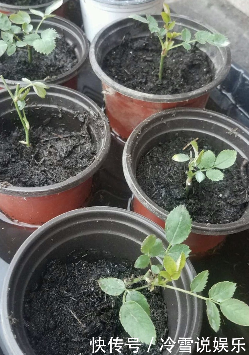 扦插月季，就选“1种”枝条，生根快、易成活，30天成为月季大户