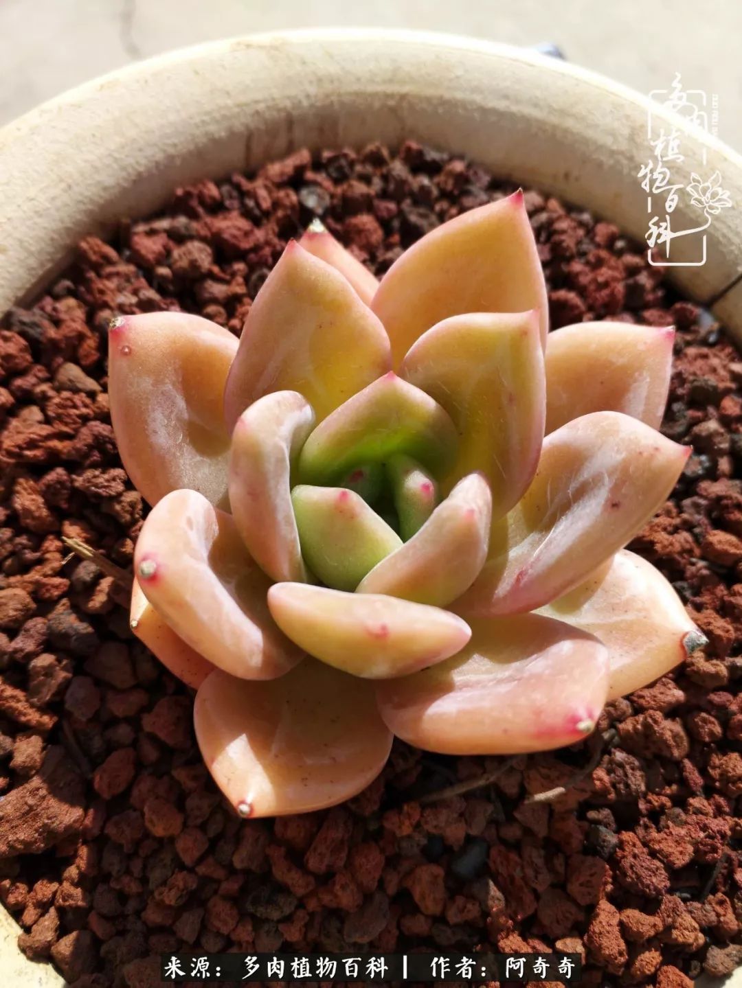 静心养多肉，只是为了在成人的世界里随波不逐流！