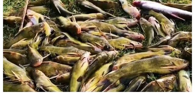 江西黄辣丁“大爆发”，半天钓起十多斤，钓友反馈：真过瘾！