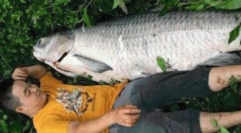 青鱼是淡水鱼中的上品,为何却有“鬼鱼”“索命鱼”之称?