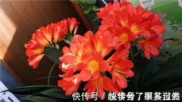 君子兰最爱“3种肥”,很好找,花瓣红硕喜气,叶片肥厚绿油油