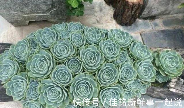 立秋以后，多肉恢复露养别性急！白露才是最佳时机！