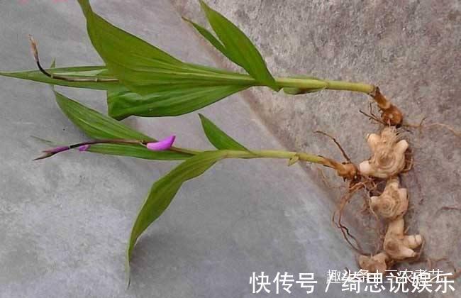 白芨|农村这个植物，一个名字竟是两种东西，一种能毒鱼一种治痔疮