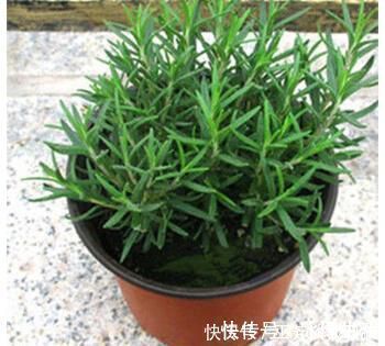 蚊虫不喜欢这种花，现在养养一盆，夏天连蚊香钱都省了