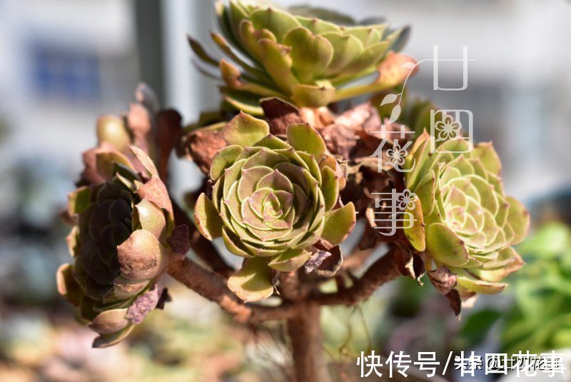 肉肉|秋天养多肉，运用3要素合理虐养，适当“进补”，养出果冻小胖墩