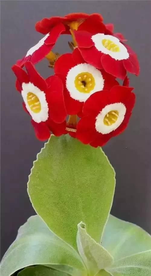 太太太漂亮了,绝对没有见过,发到群里,朋友们会爱死你的!