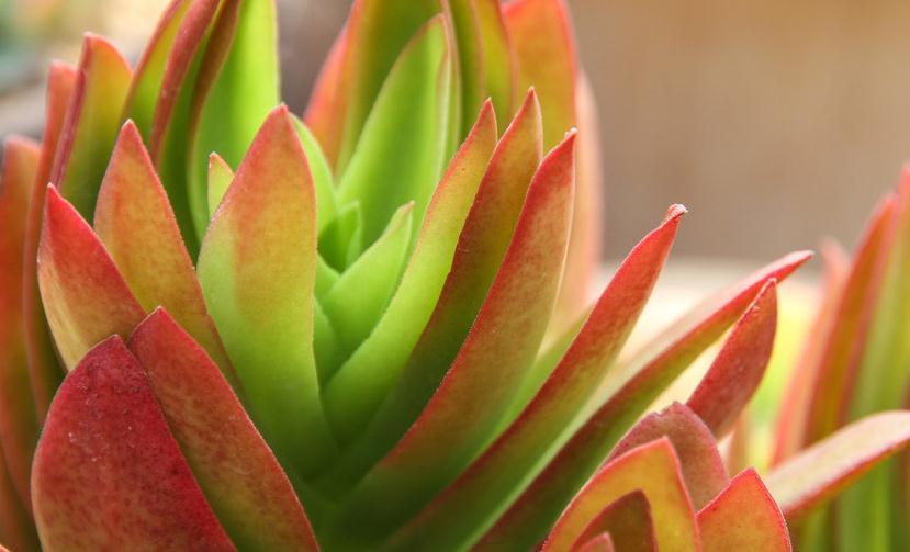 多肉配土这样做,简单省事又好用