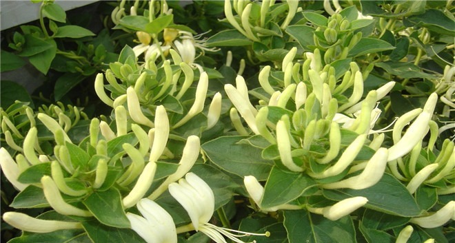 喜欢在家中养护花卉，就选择花色吉祥美好，观赏价值高的花卉，美