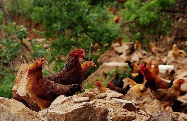 感冒咳嗽|冬季散养鸡容易感冒咳嗽,用这个方法可以一劳永逸