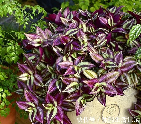 最好养的“草”，比“绿萝”长得快，房间再小也要养盆它，特漂亮！