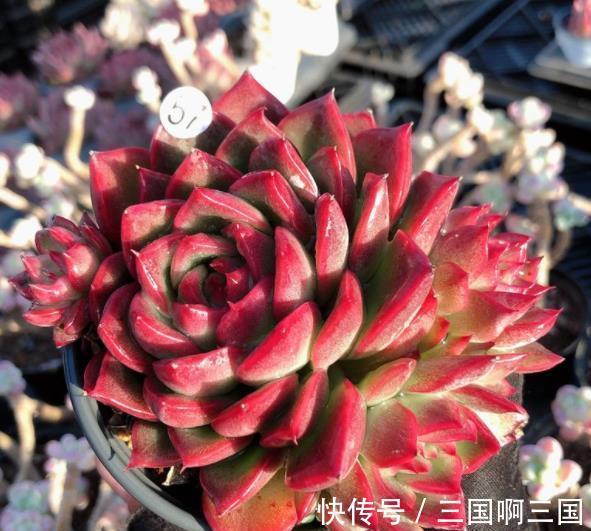 10种适合新手的多肉,生命力顽强,一年到头都有好状态,真美