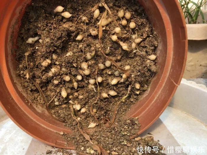 家里有此7种花,少浇水不能晒,天热要休眠早看早知道