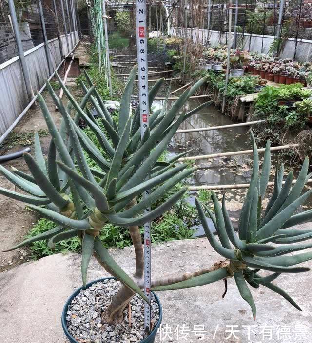 小小的芦荟,也能卖高价,很多人不相信,国外进口价格就是贵