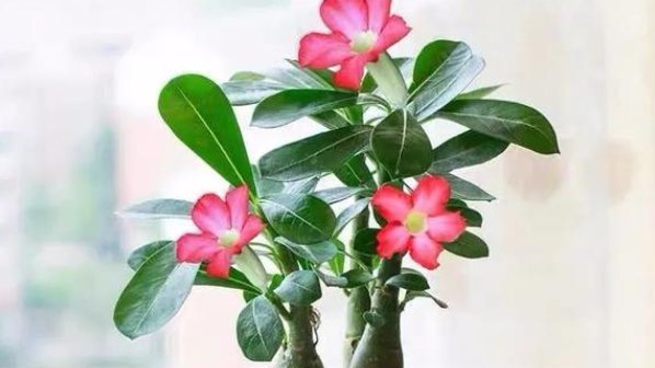 盆景|这3种花要“穷养”,盆小水少长得好,爆出侧芽养成老桩盆景