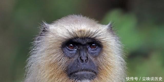 橄榄狒狒|1600年前的希腊壁画上为什么有印度猴子?考古学家:我们也不知道